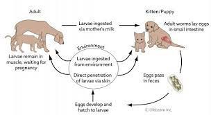 Hook Worm Cycle