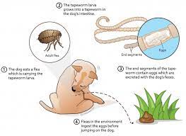 Tape Worm Cycle