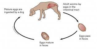 Whip Worm Cycle